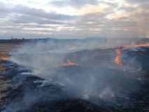 об опасности палов сухой травы - фото - 1